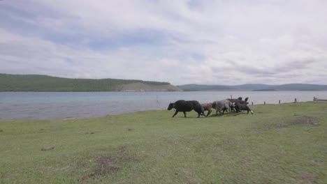 Yacks-Folgen,-Während-Sie-In-Zeitlupe-An-Einem-See-Entlang-Laufen,-Epic-Fail-Mongolia